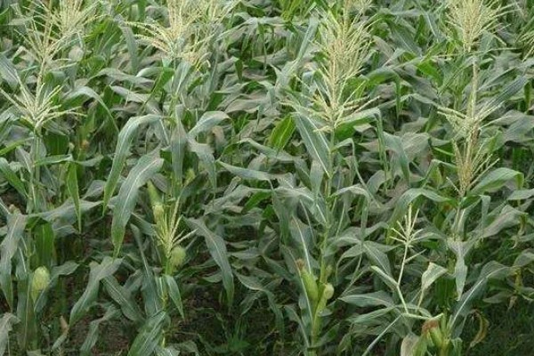 mc4520玉米种的特征特性,从出苗至成熟需要104天