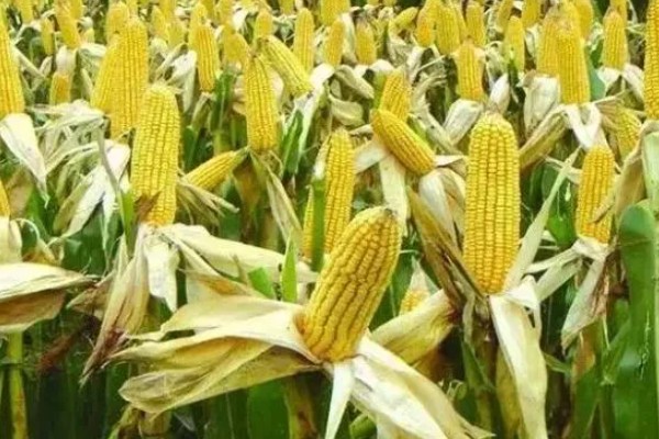 mc4520玉米种的特征特性,从出苗至成熟需要104天