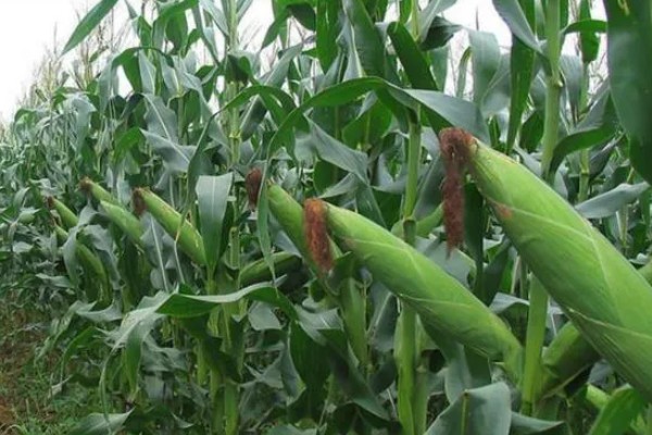 mc4520玉米种的特征特性,从出苗至成熟需要104天