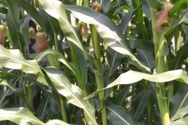 mc4520玉米种的特征特性,从出苗至成熟需要104天