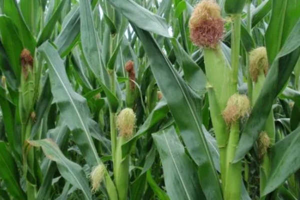 mc4520玉米种的特征特性,从出苗至成熟需要104天