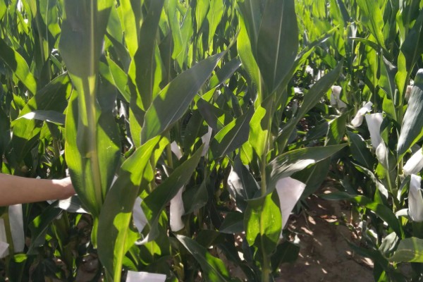 mc4520玉米种的特征特性,从出苗至成熟需要104天