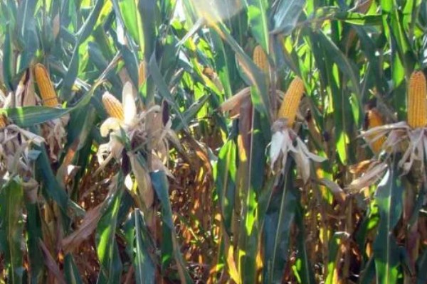 mc4520玉米种的特征特性,从出苗至成熟需要104天