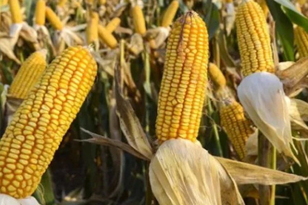 mc4520玉米种的特征特性,从出苗至成熟需要104天