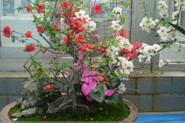 东洋锦与复色海棠有哪些区别,属于同一种植物