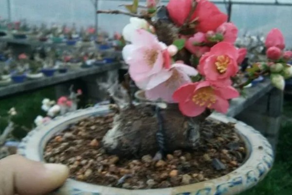 东洋锦与复色海棠有哪些区别,属于同一种植物