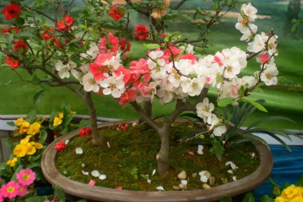 东洋锦与复色海棠有哪些区别,属于同一种植物