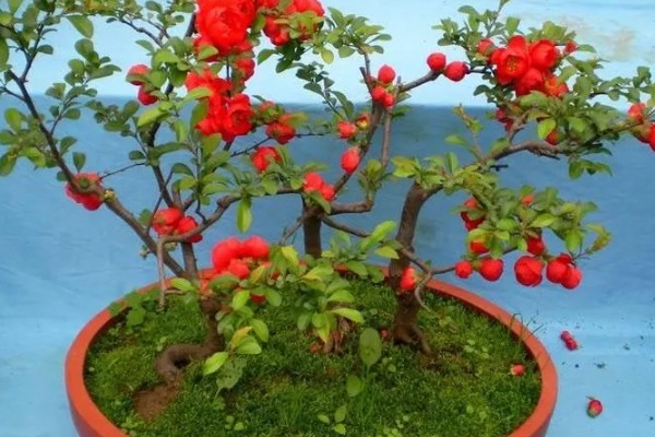 东洋锦与复色海棠有哪些区别,属于同一种植物