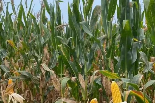 mc4520玉米种的特征特性,从出苗至成熟需要104天