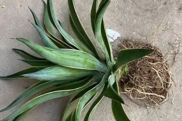金边龙舌兰烂根如何解决，取出植株经过修剪消毒后再重栽