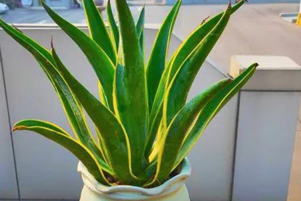 金边龙舌兰烂根如何解决，取出植株经过修剪消毒后再重栽