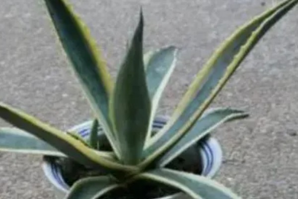 金边龙舌兰烂根如何解决，取出植株经过修剪消毒后再重栽