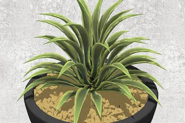 金边龙舌兰烂根如何解决，取出植株经过修剪消毒后再重栽