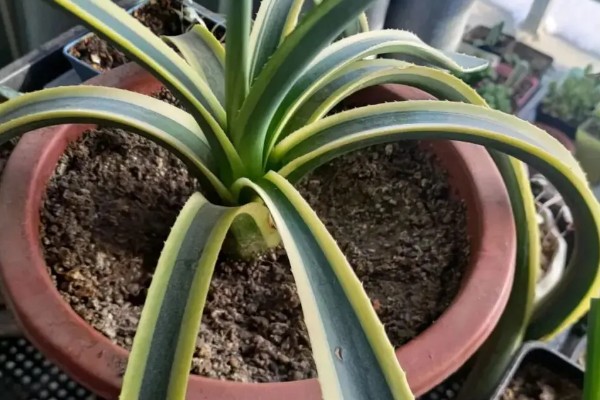 金边龙舌兰烂根如何解决，取出植株经过修剪消毒后再重栽