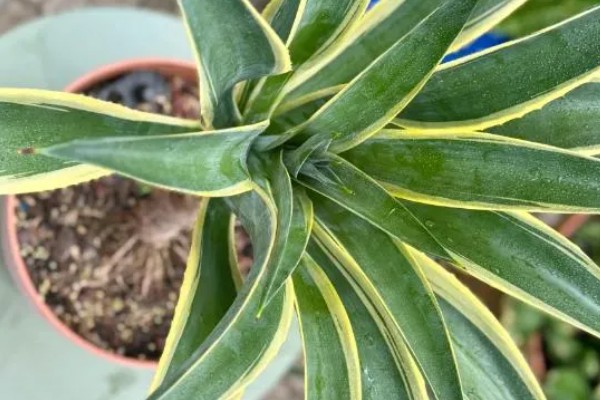 金边龙舌兰烂根如何解决，取出植株经过修剪消毒后再重栽