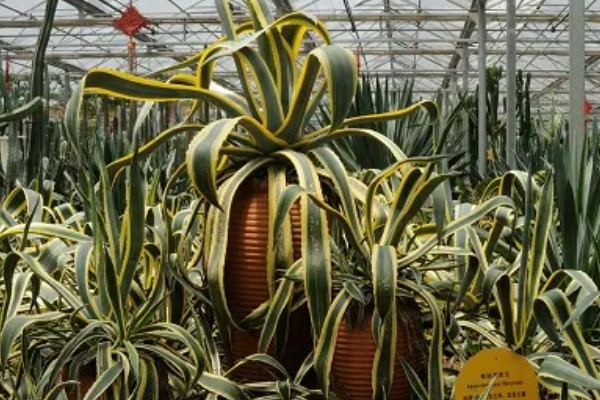 金边龙舌兰烂根如何解决，取出植株经过修剪消毒后再重栽