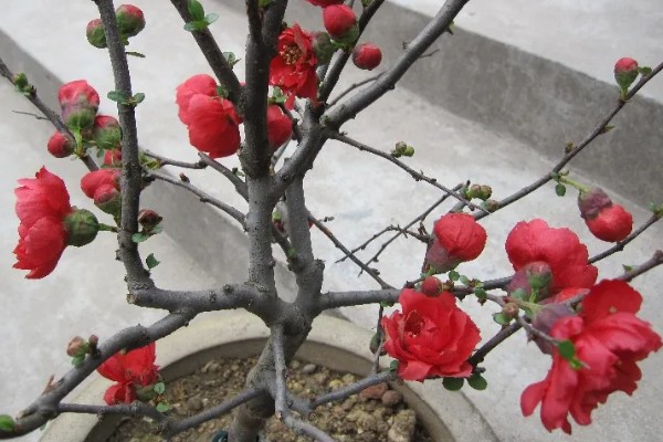 东洋锦与复色海棠有哪些区别,属于同一种植物