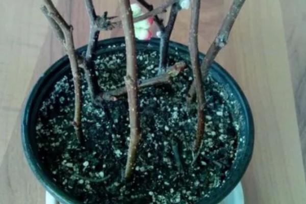 东洋锦与复色海棠有哪些区别,属于同一种植物