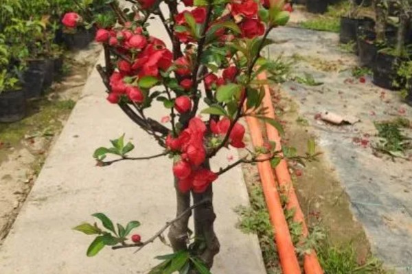 东洋锦与复色海棠有哪些区别,属于同一种植物