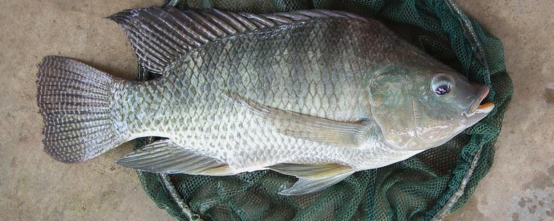 罗非鱼和巴沙鱼有什么区别，分类、形态特征、分布范围等方面不同