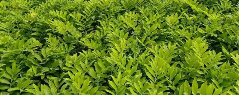 玉竹怎么繁殖，可播种或栽植根茎