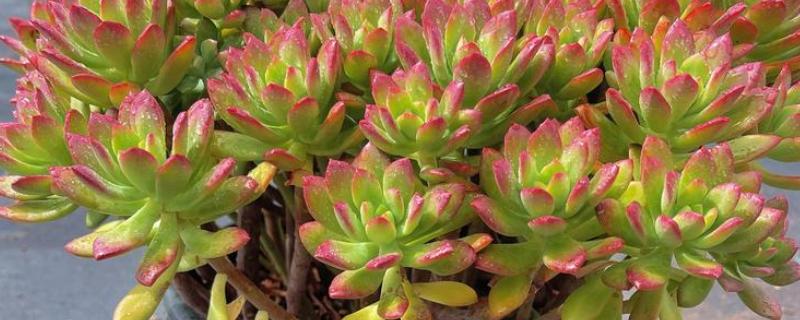 红稚莲和马库斯有什么区别，叶片颜色明显不同