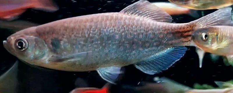 龙纹斑马鱼好养吗，是一种比较好养的鱼类