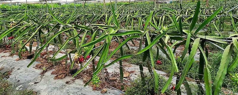 如何种植火龙果树，要保持较为适中的湿润度