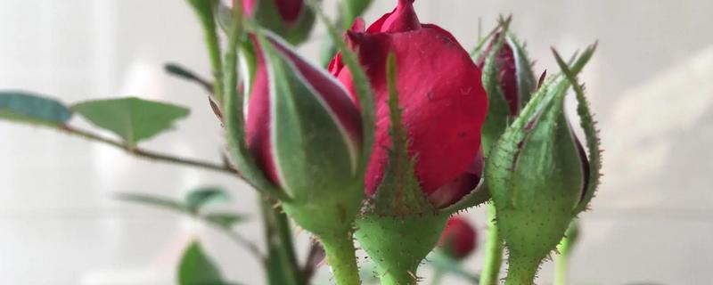 月季花苞期施哪种肥，花苞期需要为其施加磷钾肥