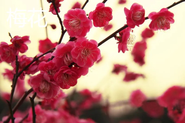 花卉的种类，常见的有梅花、玫瑰等