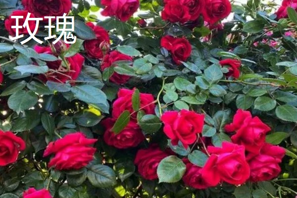 花卉的种类，常见的有梅花、玫瑰等