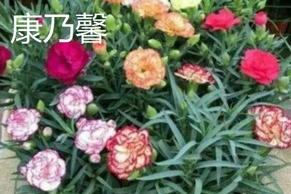 花卉的种类，常见的有梅花、玫瑰等