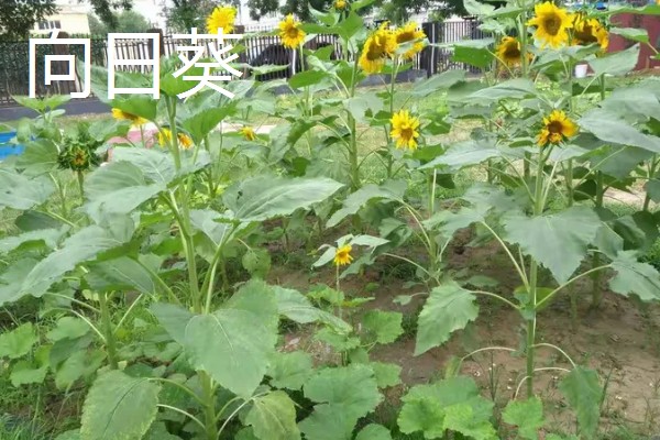 花卉的种类，常见的有梅花、玫瑰等