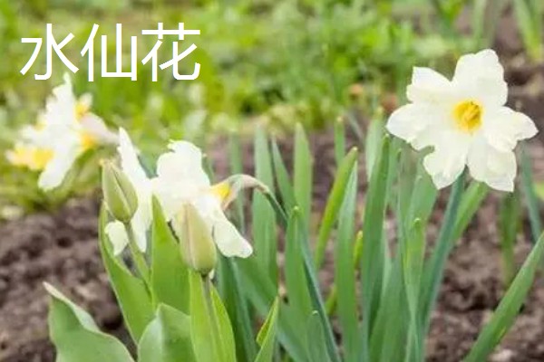 花卉的种类，常见的有梅花、玫瑰等