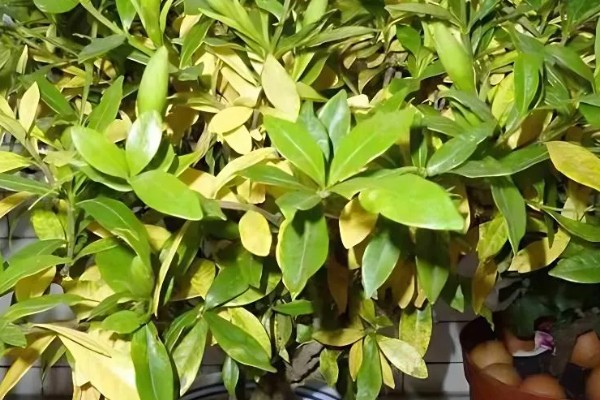 花卉的种类，常见的有梅花、玫瑰等