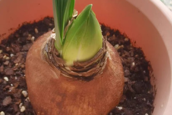 朱顶红的叶子可以扦插吗，不可以扦插