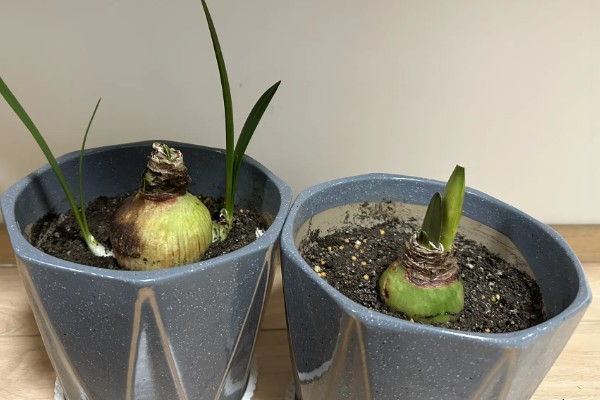 朱顶红的叶子可以扦插吗，不可以扦插