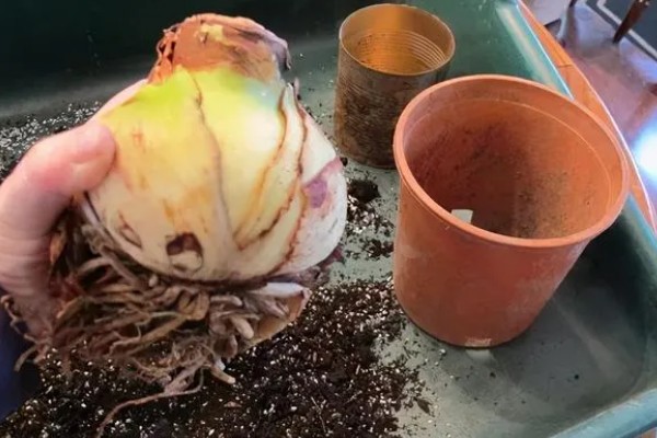 朱顶红的叶子可以扦插吗，不可以扦插