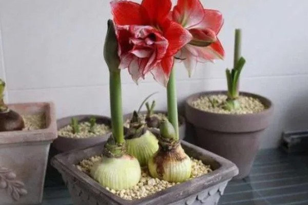 朱顶红的叶子可以扦插吗，不可以扦插