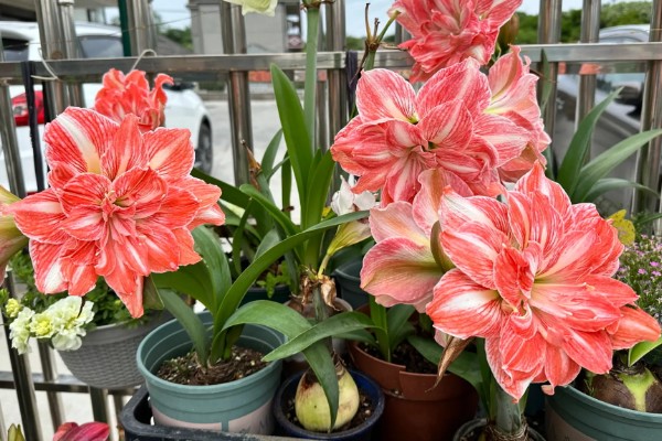 朱顶红的叶子可以扦插吗，不可以扦插