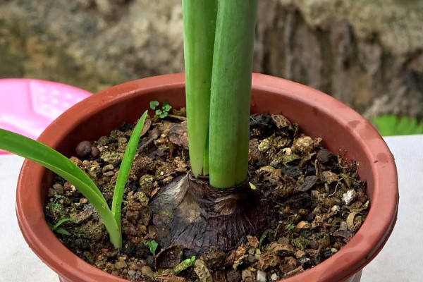 朱顶红的叶子可以扦插吗，不可以扦插