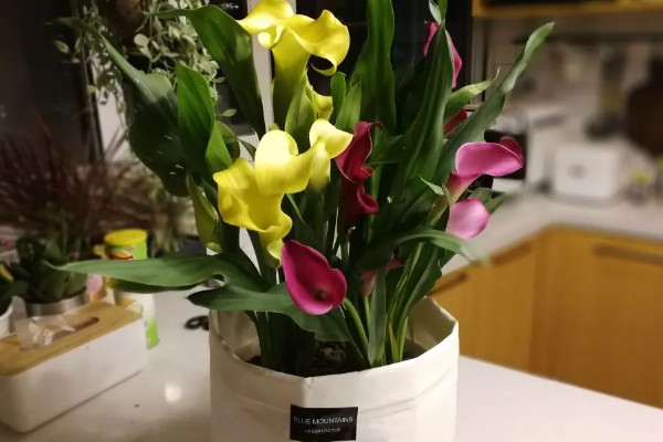 让马蹄莲多开花的方法，勤将老叶剪除促生花苞