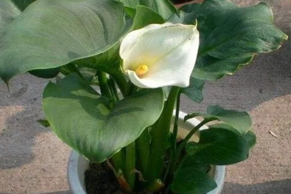 让马蹄莲多开花的方法，勤将老叶剪除促生花苞