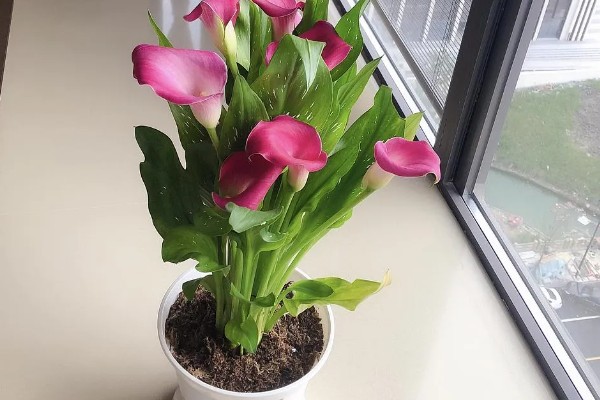 让马蹄莲多开花的方法，勤将老叶剪除促生花苞