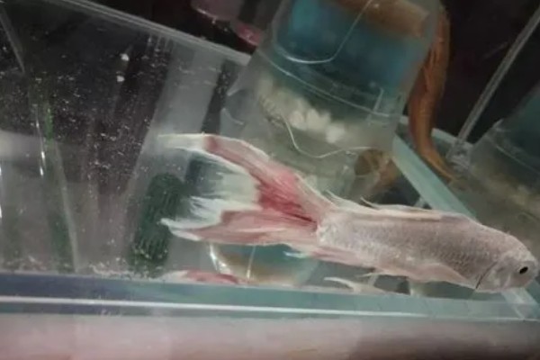 鱼尾巴有血丝用什么药，一般是不用药的