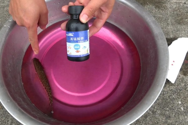 鱼尾巴有血丝用什么药，一般是不用药的