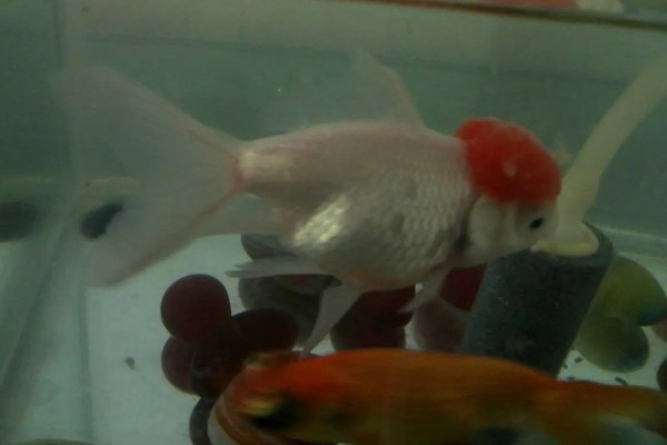 鱼尾巴有血丝用什么药，一般是不用药的