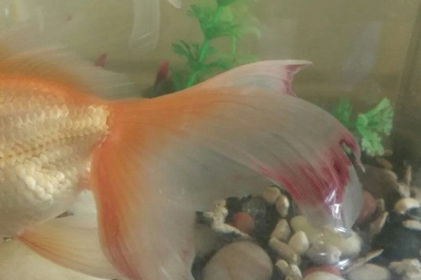 鱼尾巴有血丝用什么药，一般是不用药的