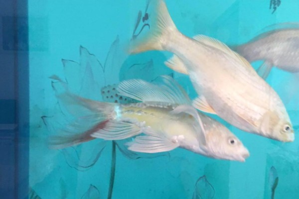 鱼尾巴有血丝用什么药，一般是不用药的