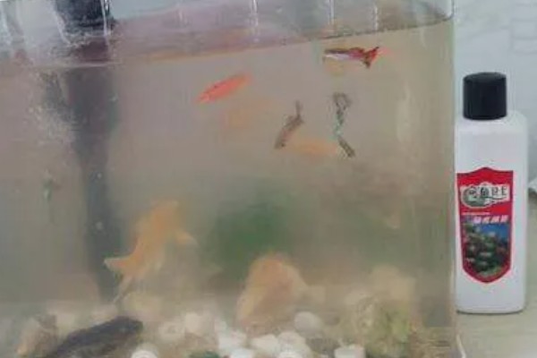 鱼尾巴有血丝用什么药，一般是不用药的